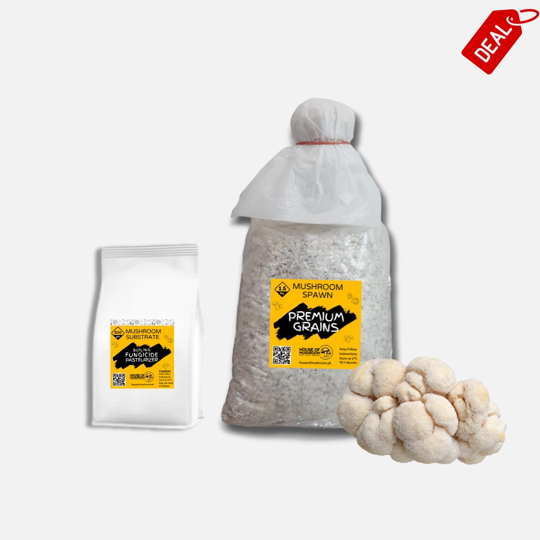 Lion's Mane Mushroom Grain Spawn 1.5kg (118)