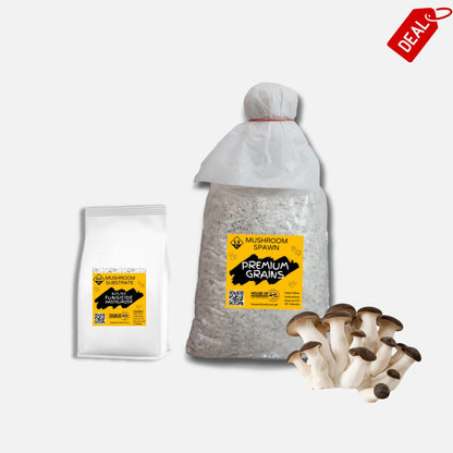 Elegant Black King Pearl Oyster Mushroom Grain Spawn 1.5kg (417)