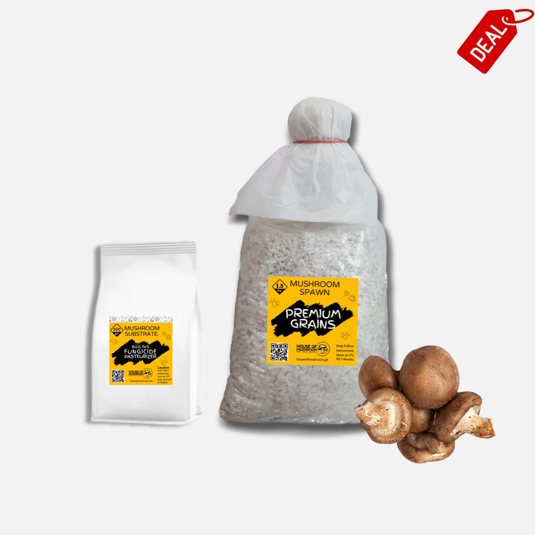 Shiitake Edodes Mushroom Grain Spawn 1.5kg (954)