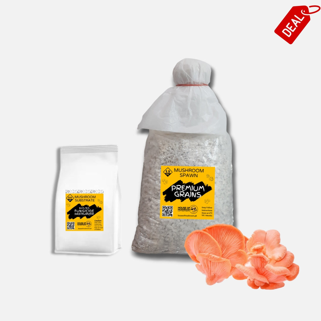 Pink Oyster Mushroom Grain Spawn 1.5kg (450)