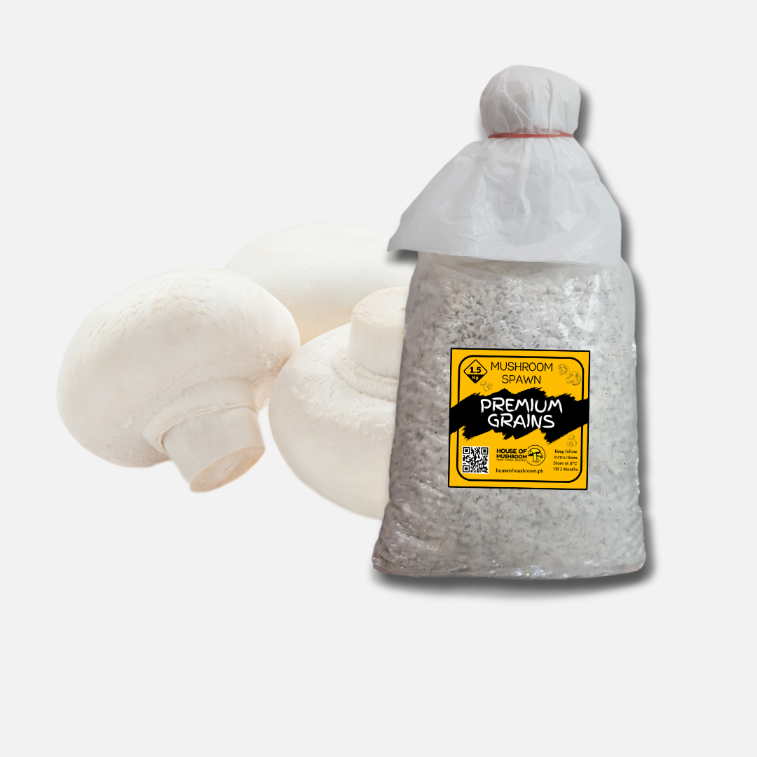 White Button Mushroom Grain Spawn 1.5kg - front view