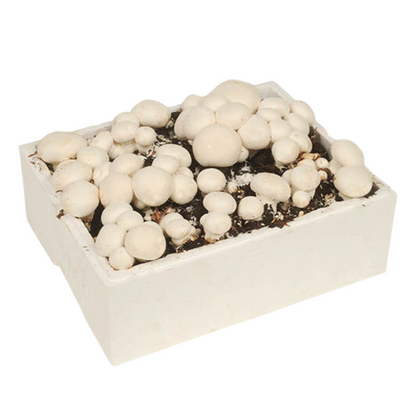 White Button Mushroom Grow Kit 5kg