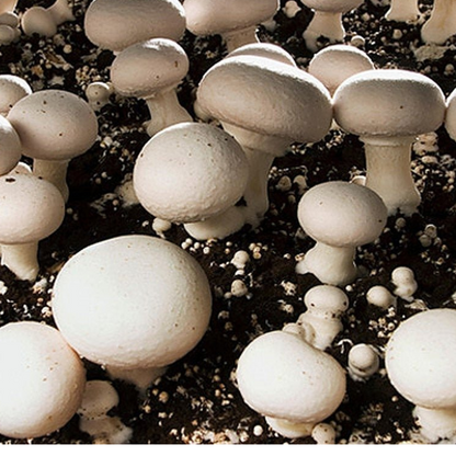 White Button Mushroom Grow Kit 5kg