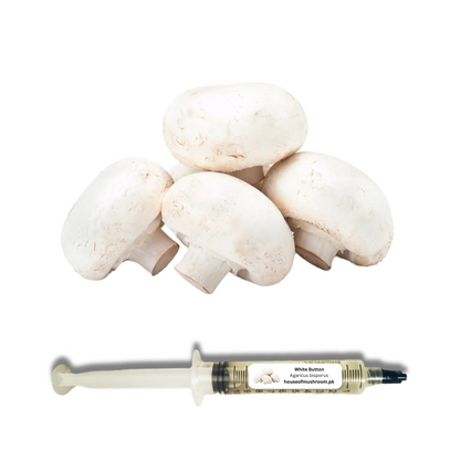 White Button Mushroom (Agaricus Bisporus) Liquid Culture Syringe (F0599)