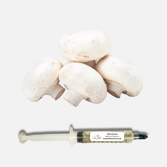 White Button Mushroom (Agaricus Bisporus) Liquid Culture Syringe (F0599)