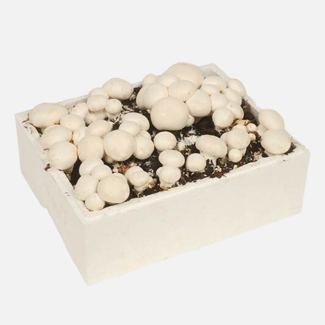 WHITE BUTTON MUSHROOM GROW KIT 5KG