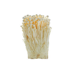 WHITE ENOKI MUSHROOM GRAIN SPAWN 1.5KG (915)