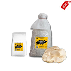 White oyster mushroom spawn - Deal