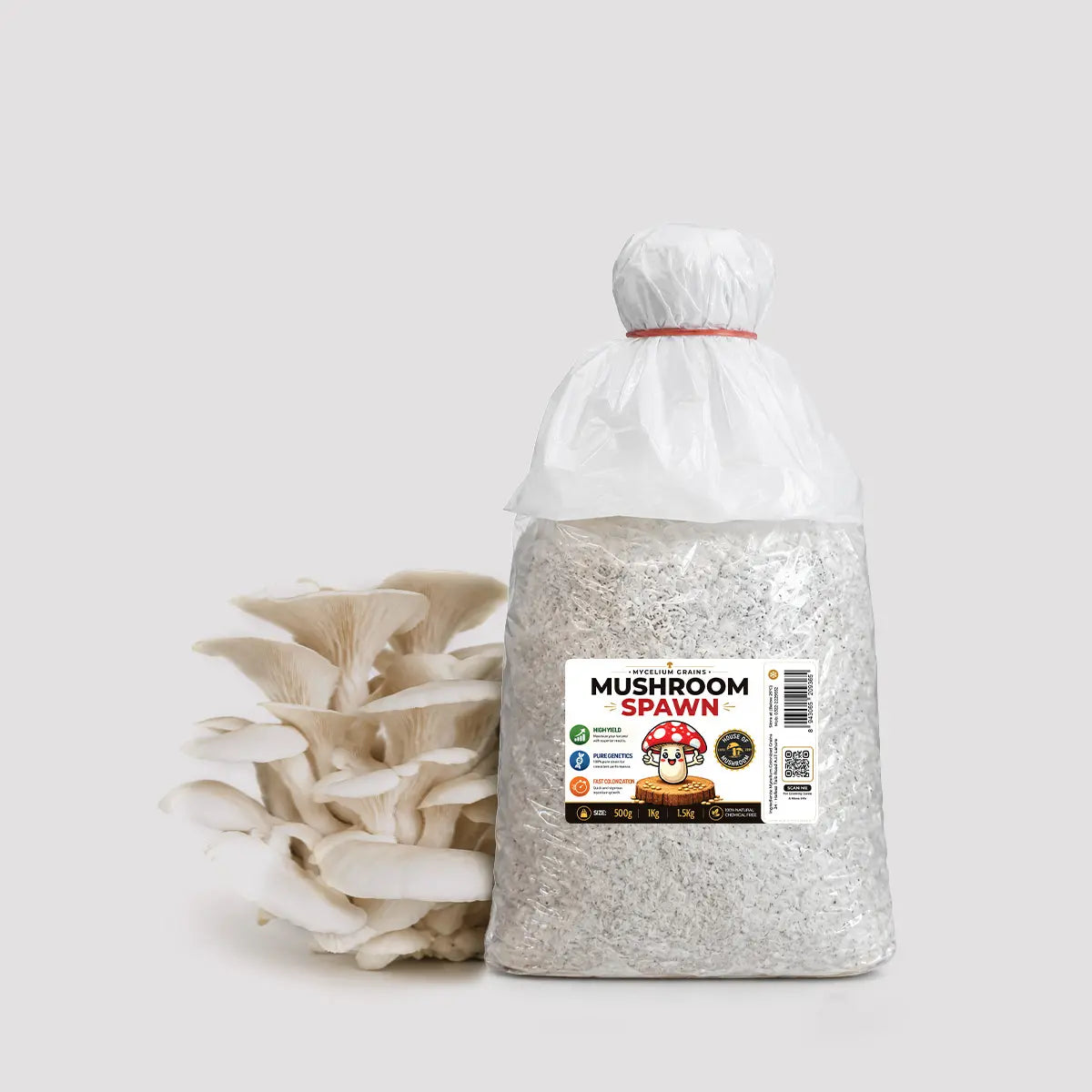 White Oyster Mushroom Grain Spawn 1.5kg - Premium Quality (410)