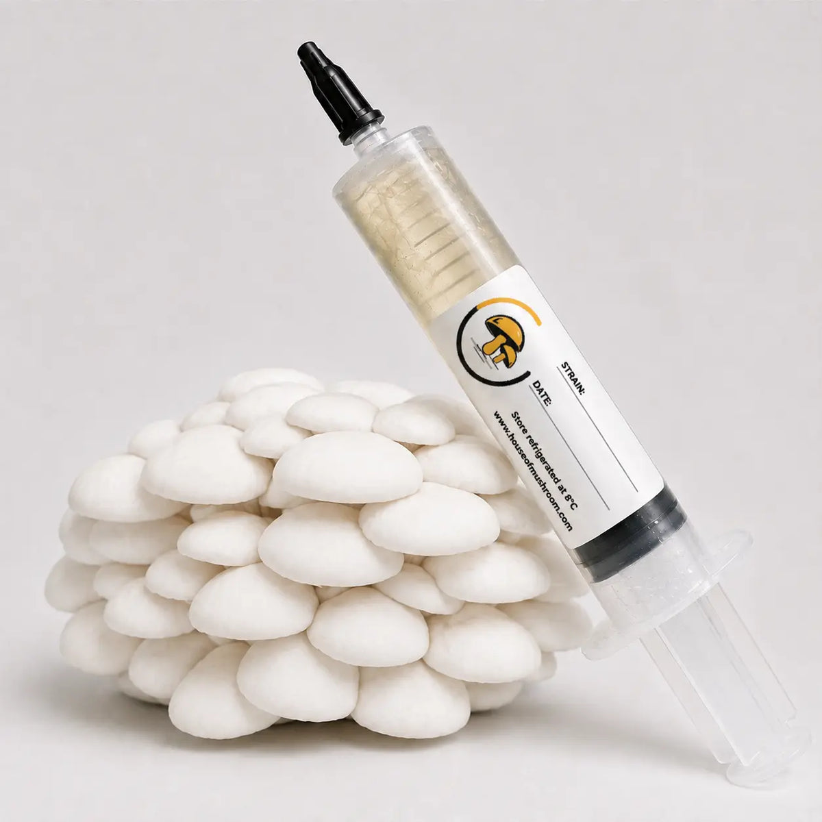 White Oyster Mushroom Liquid Culture – 10cc Syringe | Eleurotus Ulmarius Strain (413)