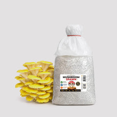 Yellow Oyster Mushroom Grain Spawn 1.5kg (462)