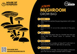 Lion's Mane Mushroom Grow Kit 1.5kg