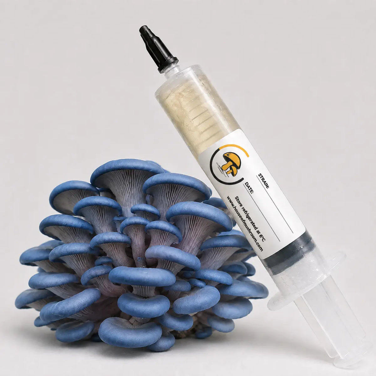 Blue Brat Oyster Mushroom Liquid Culture – 10cc Syringe | Pleurotus Ostreatus Strain (418)