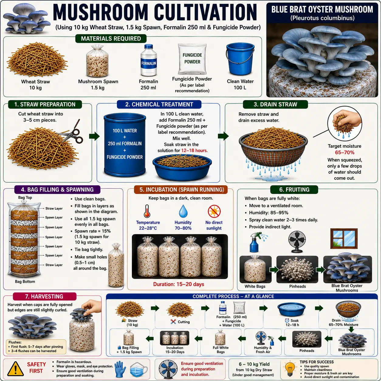 Blue Brat Oyster Mushroom Grain Spawn 1.5kg (418)