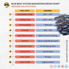 BLUE BRAT OYSTER MUSHROOM GRAIN SPAWN 1.5KG (418)