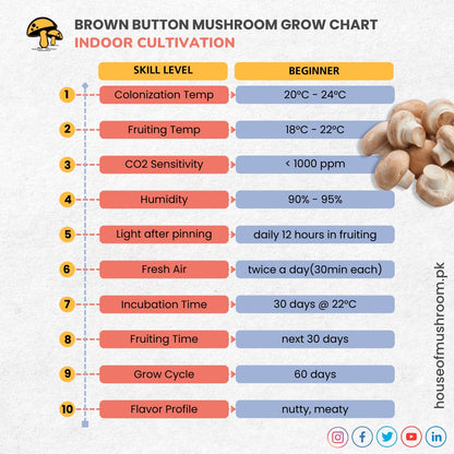 Brown Button Crimini Mushroom Grain Spawn 1.5kg (510)