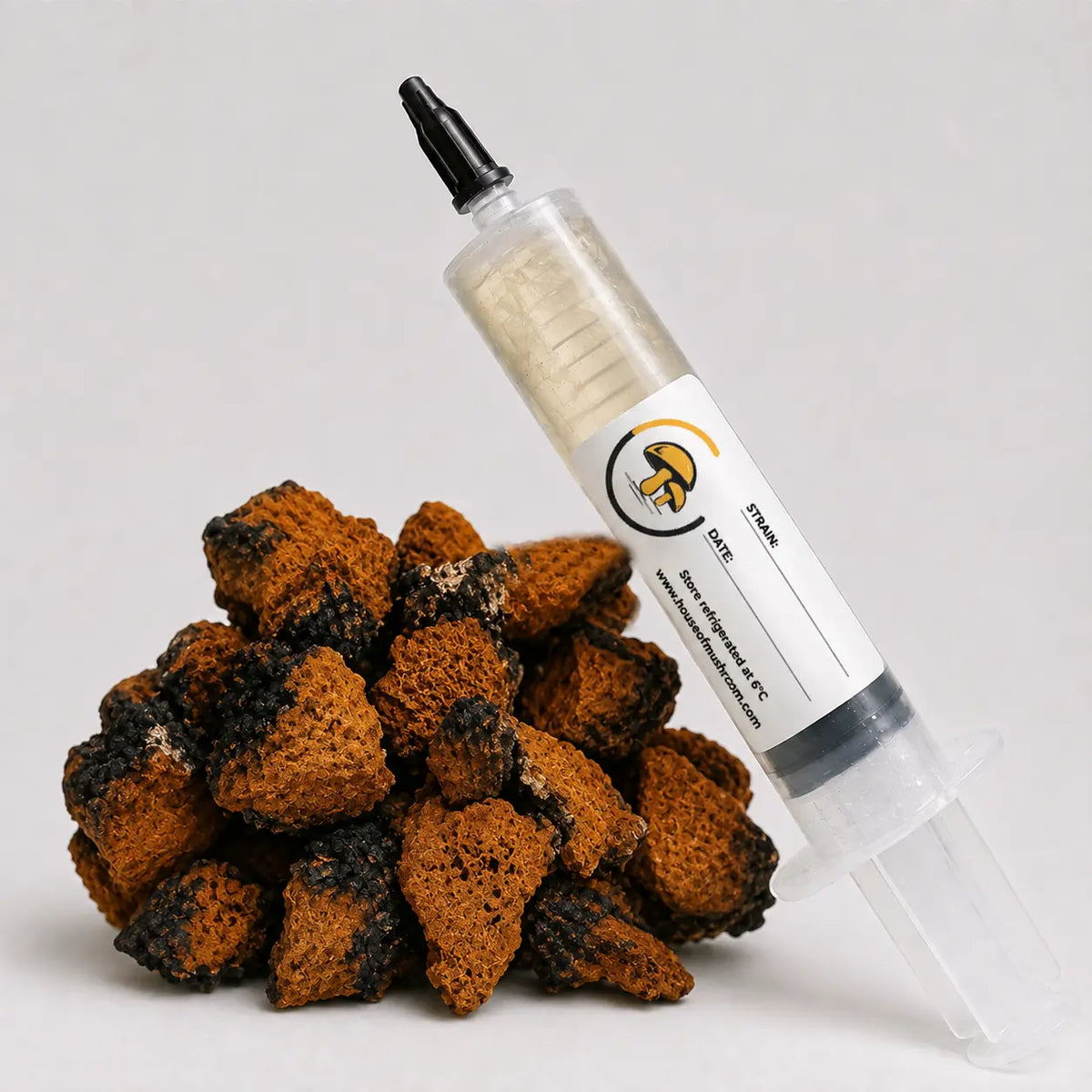 Chaga Mushroom Liquid Culture – 10cc Syringe | Inonotus Obliquus Strain (800)