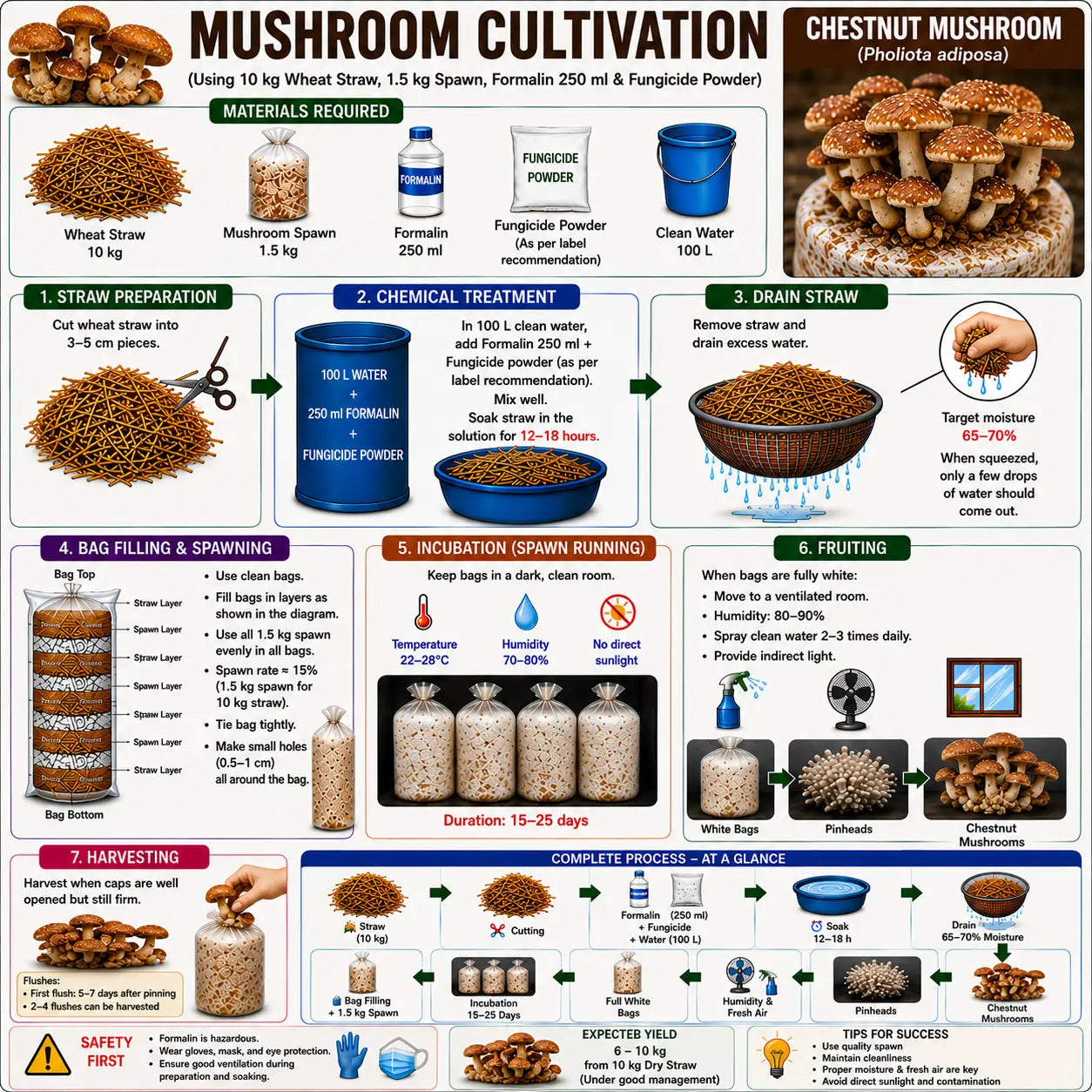 Chestnut Mushroom Grain Spawn 1.5kg (920)