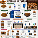 Chestnut Mushroom Grain Spawn 1.5kg (920)