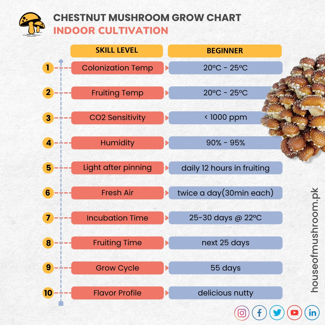 Chestnut Mushroom Grow Kit 2.5kg