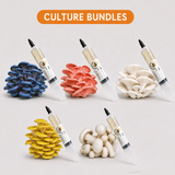 5-Pack Mushroom Liquid Culture Syringes | Premium Strain Cultures