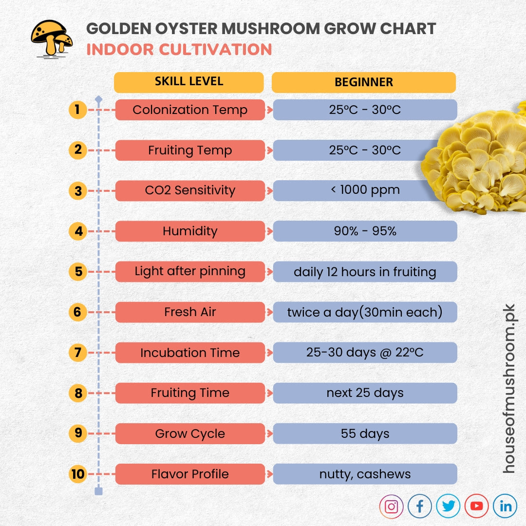 Golden Oyster Mushroom Grow Kit 2.5kg