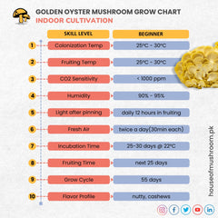 GOLDEN OYSTER MUSHROOM GRAIN SPAWN 1.5KG (462)