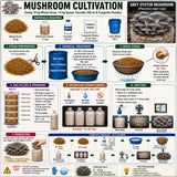 Grey Oyster Mushroom Grain Spawn 1.5kg (420)