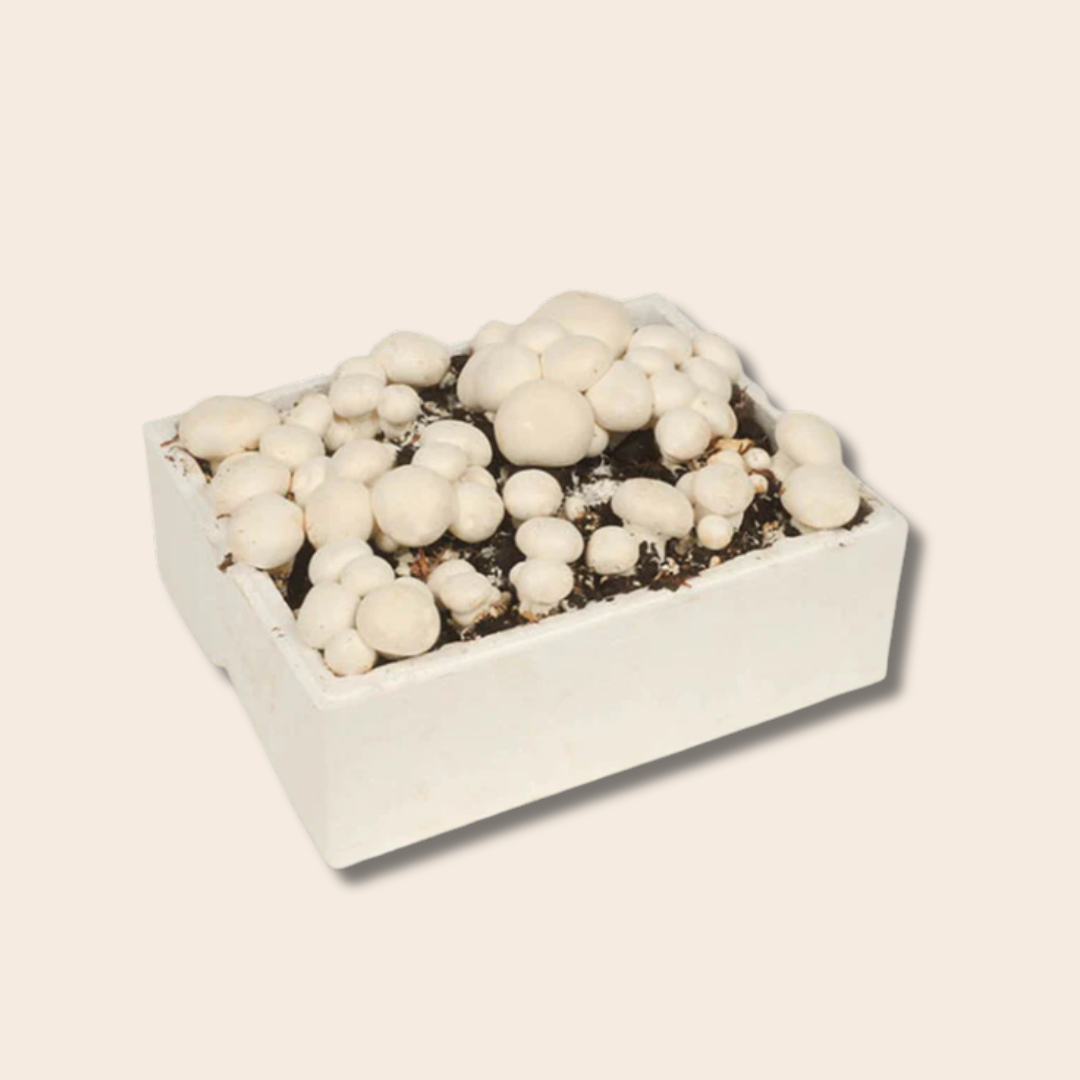 White Button Mushroom Grow Kit 5kg