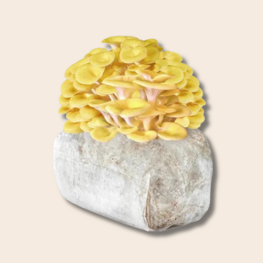 Golden Oyster Mushroom Grow Kit 2.5kg