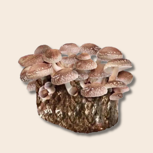 Shiitake Edodes Mushroom Grow Kit 2.5kg