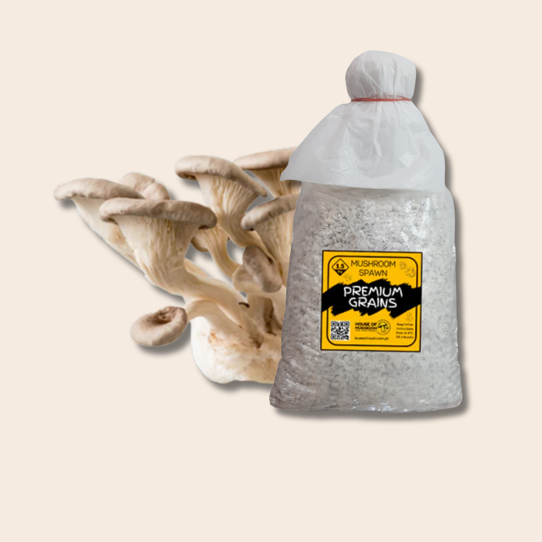 Delicious White King Pearl Oyster Mushroom Grain spawn 1.5kg (416)