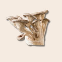 Delicious White King Pearl Oyster Mushroom Grain spawn 1.5kg (416)