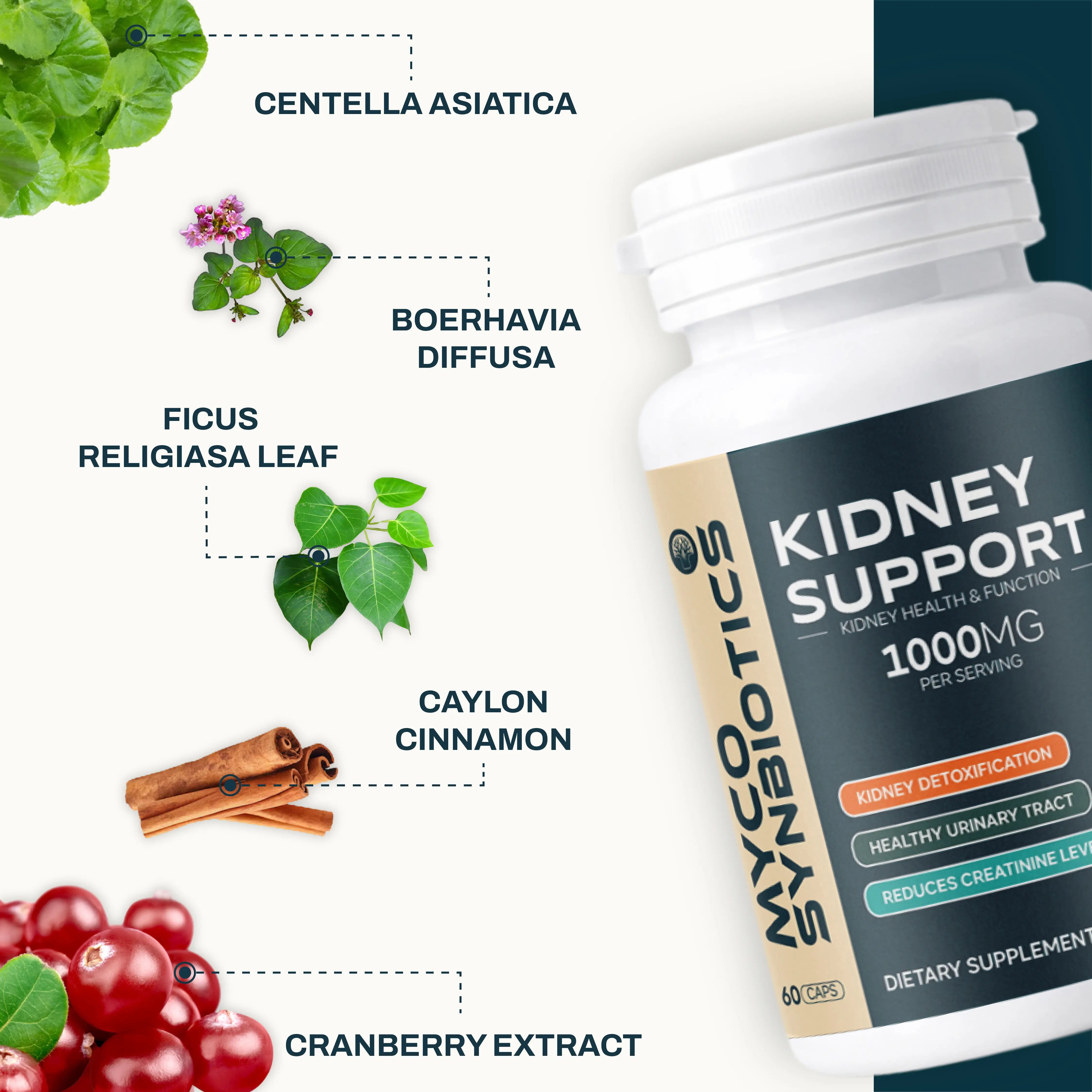 Kidney Support Capsules with Centella Asiatica & Cranberry | Natural Kidney Health