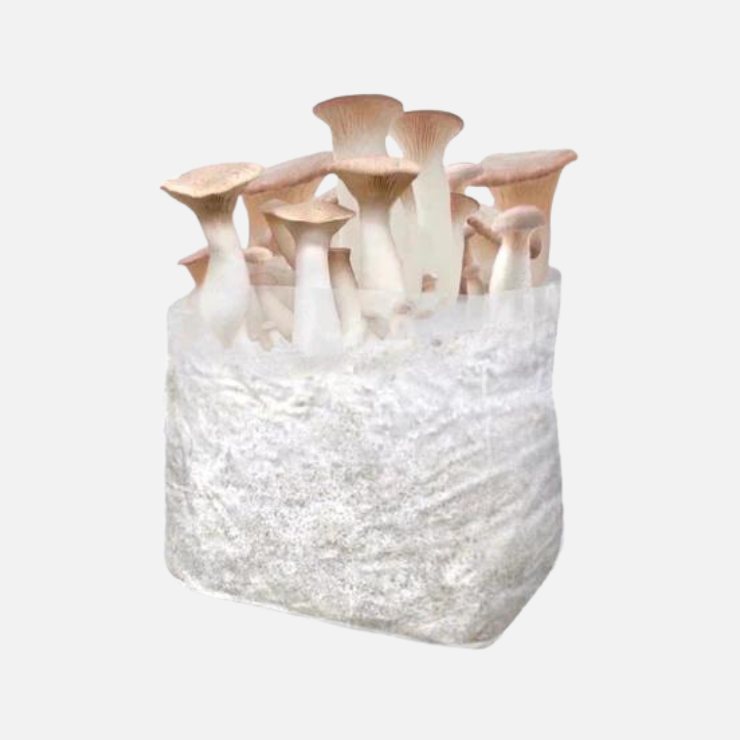 King Oyster Mushroom Grow Kit 2.5kg