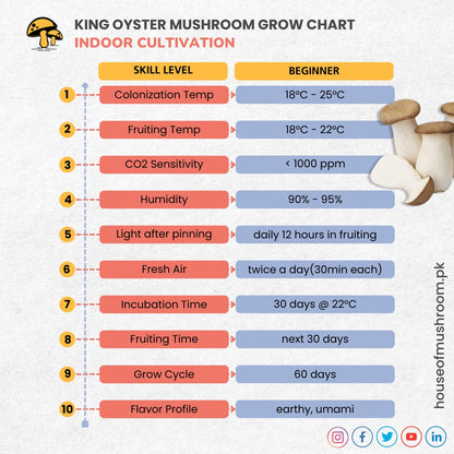 King Oyster Mushroom Grow Kit 2.5kg