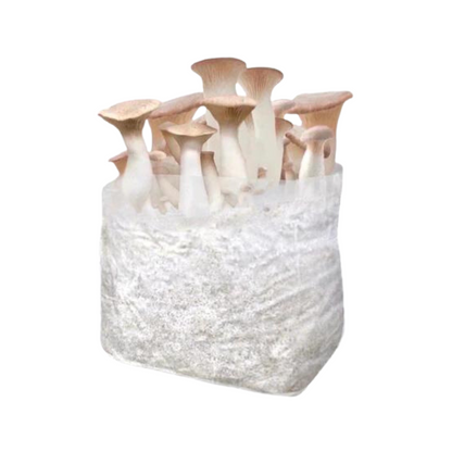 King Oyster Mushroom Grow Kit 2.5kg