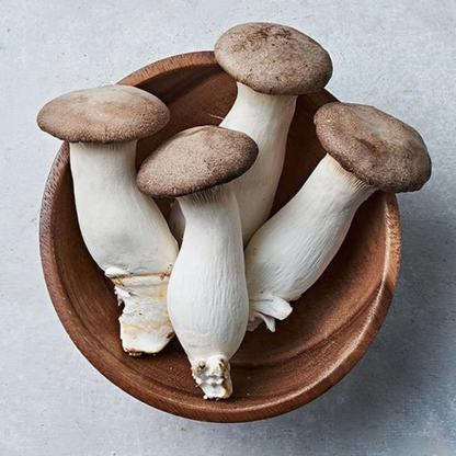 King Oyster Mushroom Grow Kit 2.5kg