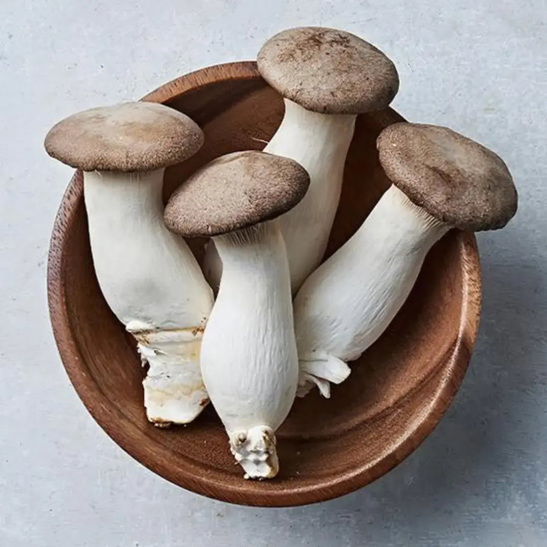King Oyster Mushroom Grow Kit 2.5kg