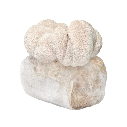 Lion's Mane Mushroom Grow Kit 2.5kg