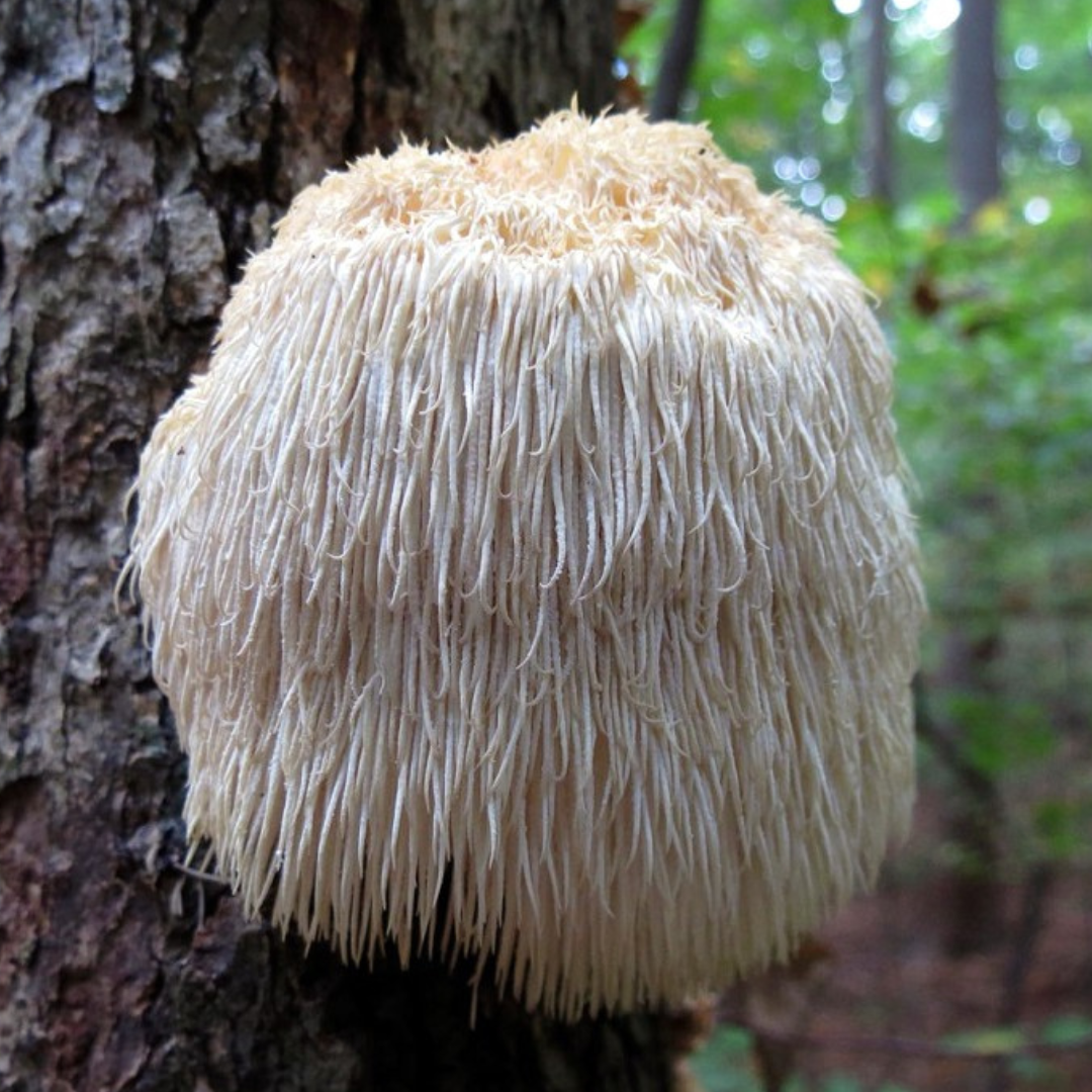 Lion's Mane Mushroom Grow Kit 2.5kg