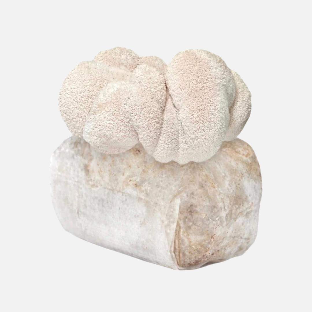 Lion's Mane Mushroom Grow Kit 2.5kg