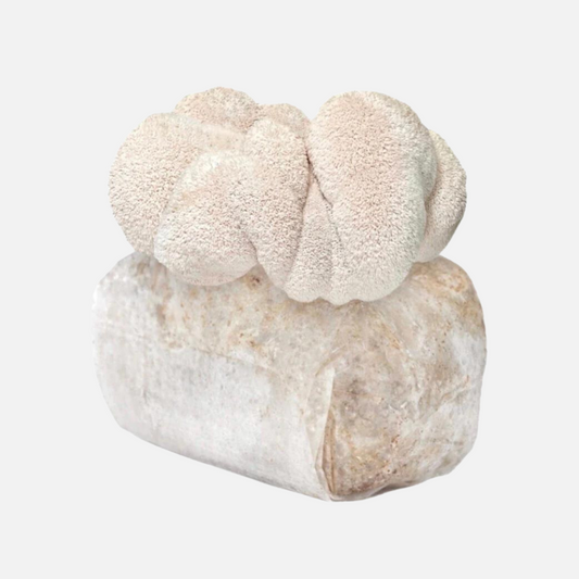 Lion's Mane Mushroom Grow Kit 2.5kg