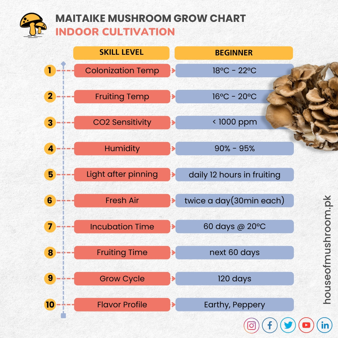 Maitake Mushroom Grain Spawn 1.5kg (170)