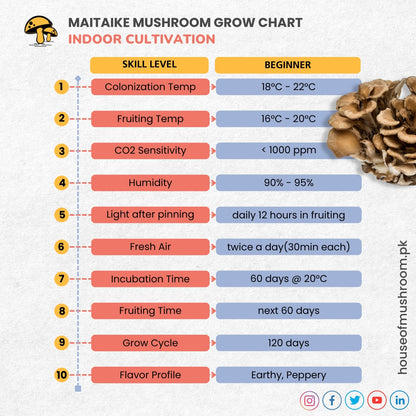 Maitake Mushroom Grain Spawn 1.5kg (170)