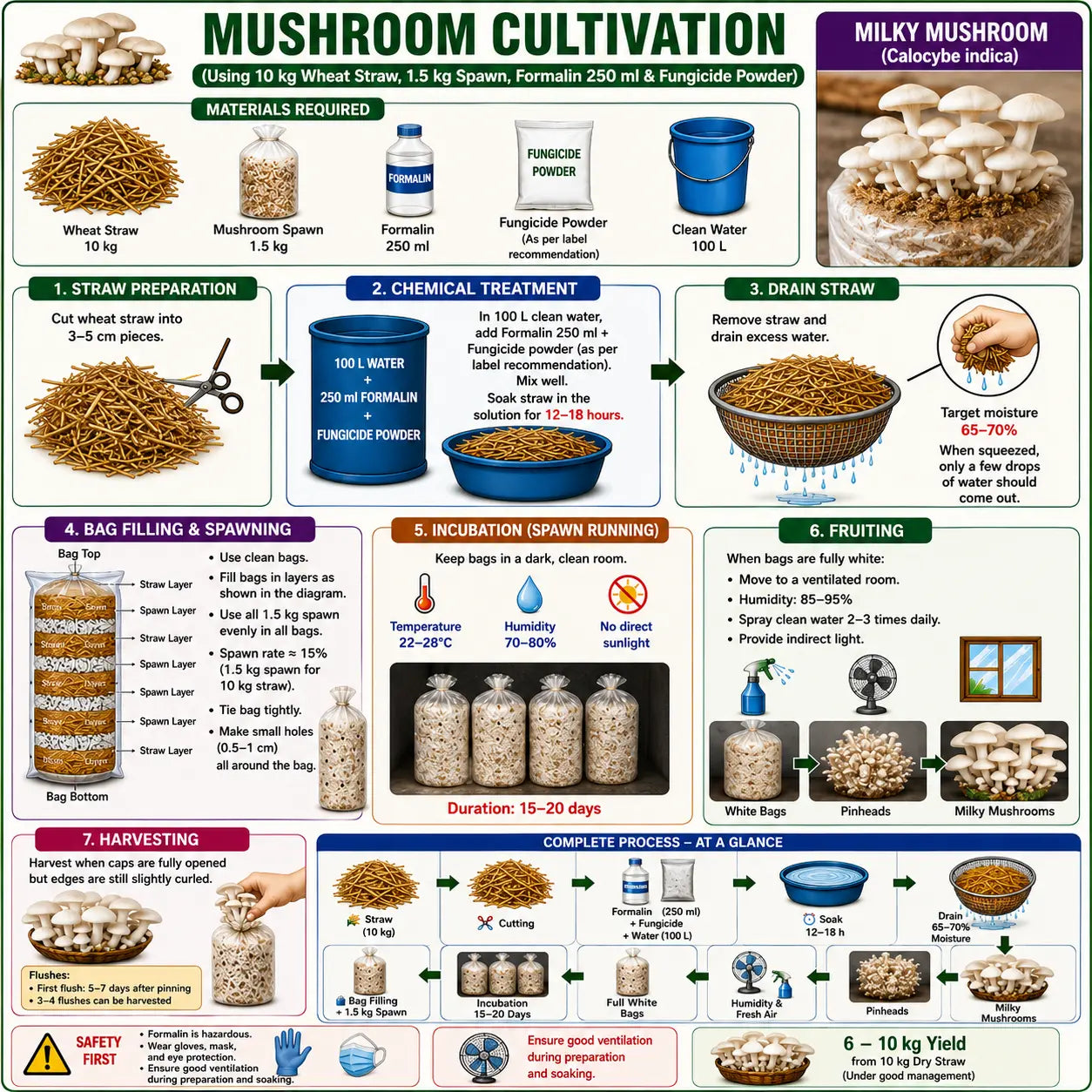 Milky Mushroom Grain Spawn 1.5kg (467)