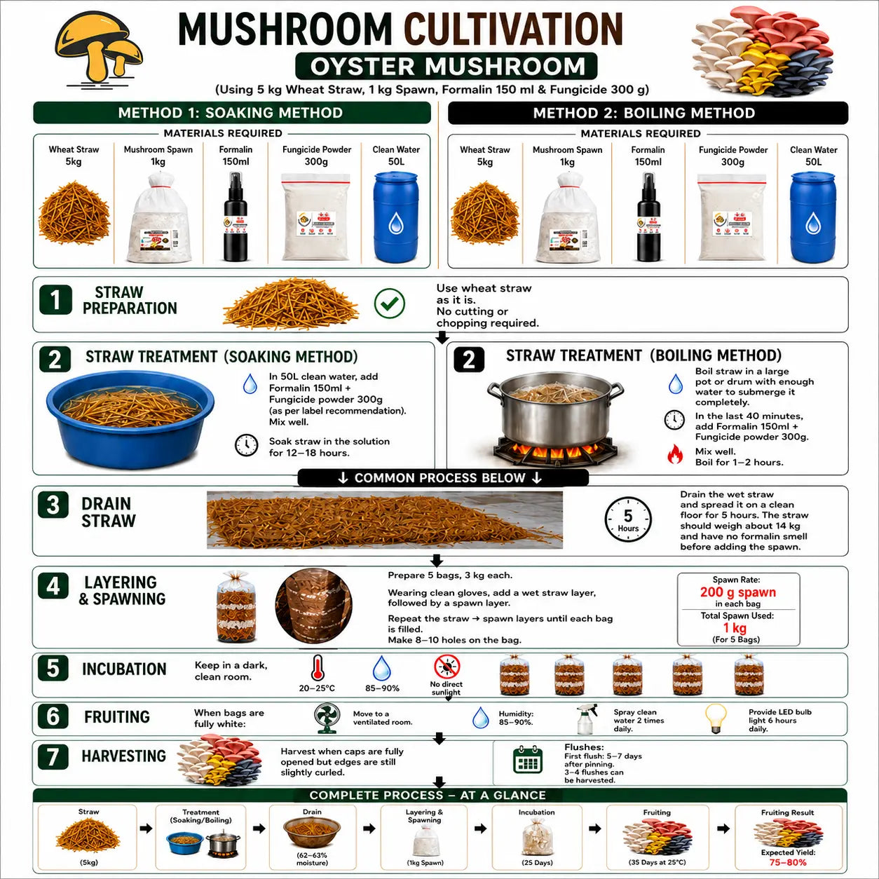 All-in-One Mushroom Starter Kit Complete Growing Kit