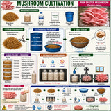 Pink Oyster Mushroom Grain Spawn 1.5kg (450)