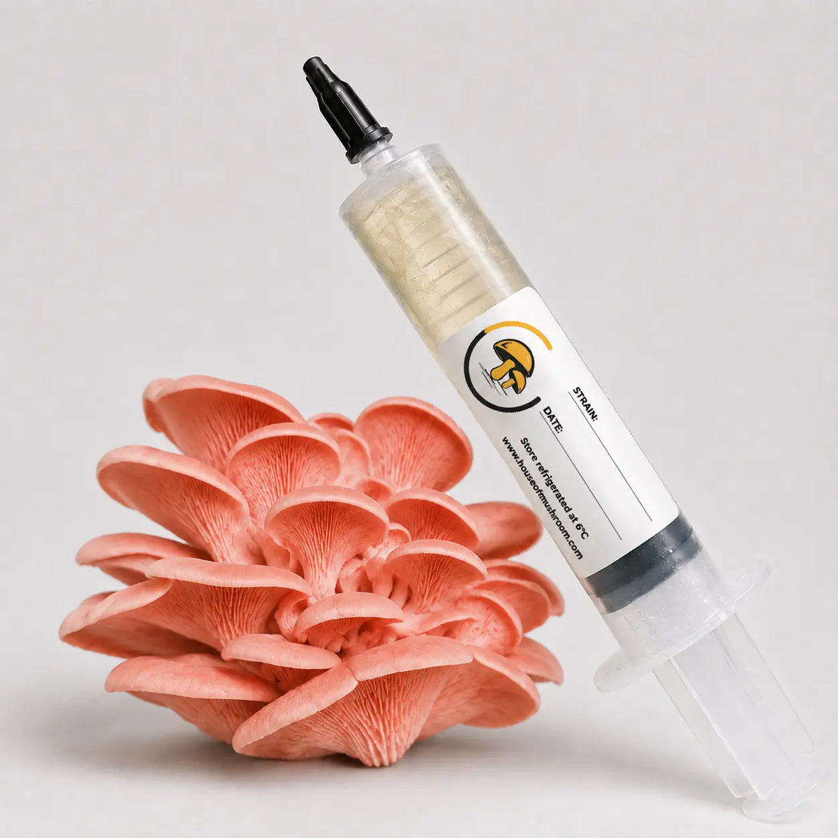 Pink Oyster Mushroom Liquid Culture – 10cc Syringe | Pleurotus Djamor Strain (450)