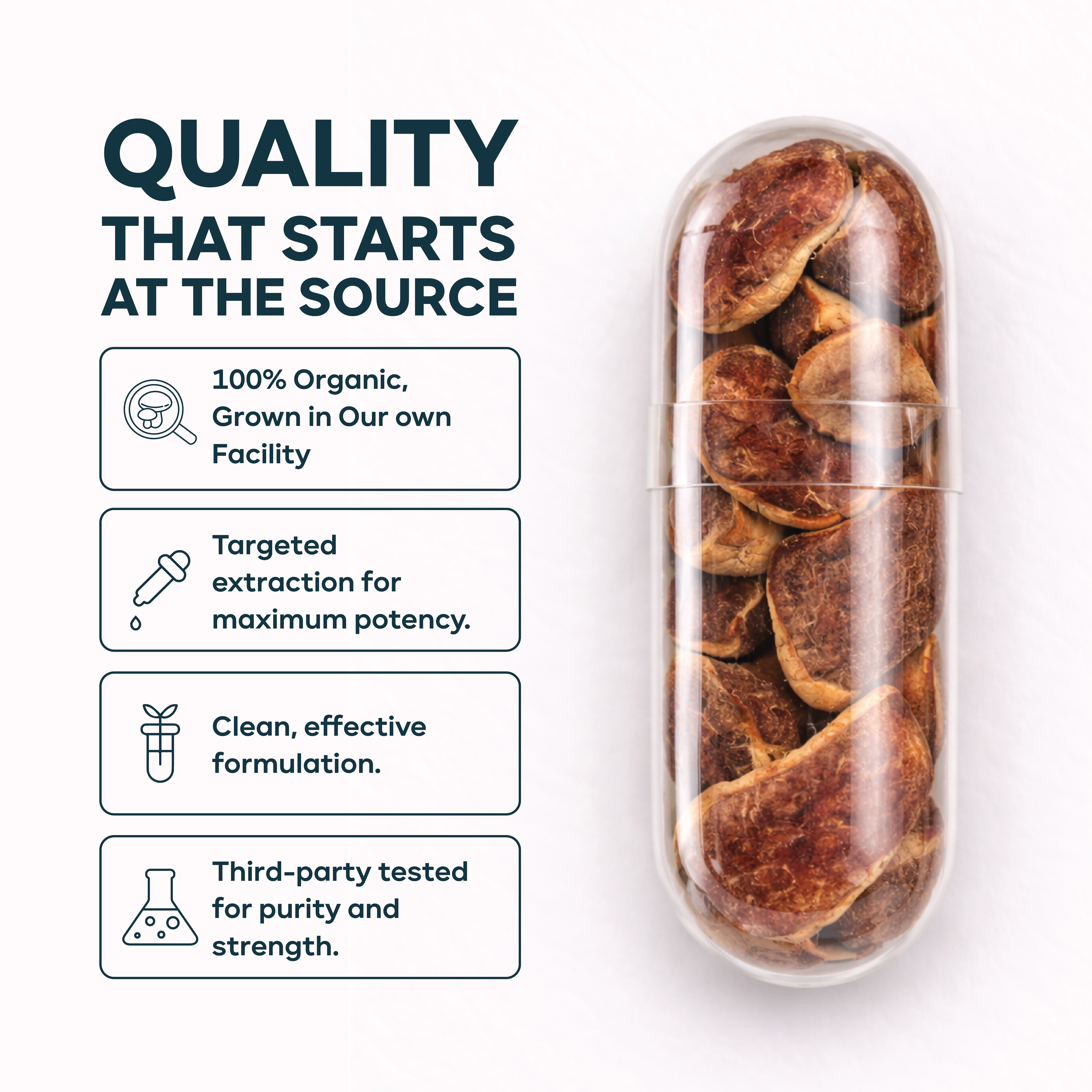 Red Reishi Mushroom Capsules - Organic, Vegan, High Potency Supplement